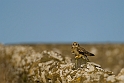 Short-eared owl - X